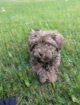 Zuckersüßer Bolonka Zwetna/Havanese Zwerg - Hemmoor