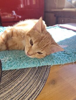 Kitten EKH in orange abzugeben (verkaufen) - Alheim