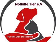 Unterstützung für Tierschutzorganisation Nothilfe Tier e.V. gesucht..... - Kevelaer