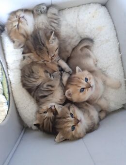 Bkh Kitten - Saarburg