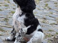 Große Münsterländer Welpen - Mönchengladbach