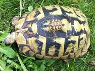 Griechische Landschildkröten Nachzuchten 2007-2024 aus Freilandhaltung - Leverkusen