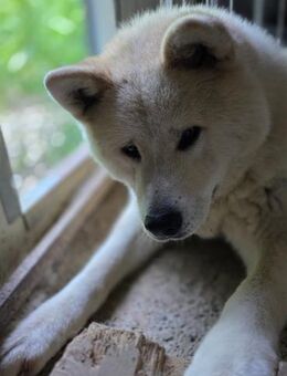 Aky - wunderschöne Akita Hündin - Dreikirchen