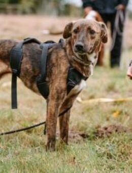 Sabina - kleine Hündin sucht Körbchen - Hamburg