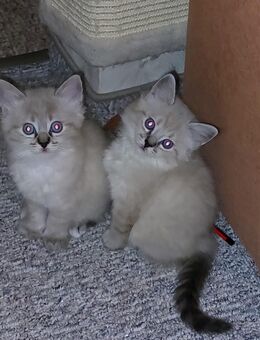 Kitten - Geithain