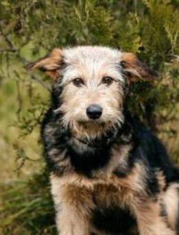 Sonnenschein Gina sucht ihre Menschen - Duisburg