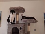 suche dringend platz für kater und katze - Freyung