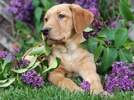 Labrador Welpen - Altentreptow