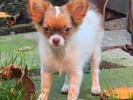 Chihuahua mini Hündin darf ausziehen - Wilhelmshaven