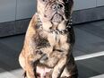 Französische Bulldogge Rüde 8 Monate in 30851