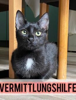 Paula sucht ihr forever Home❤️ - Saarbrücken