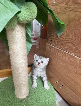 Zauberhafte Bkh kitten suchen Zuhause - Hartha