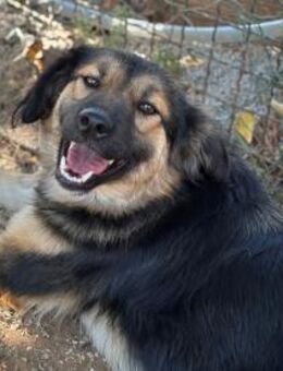 junge, freundliche Hündin, Cookie,56cm - Köln
