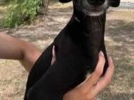 Takeo sucht eine aktive Familie - Donaueschingen