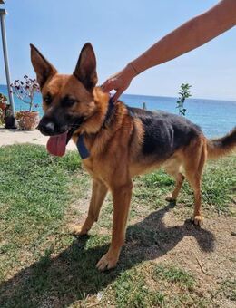 Schäferhund Hector sucht Rasseliebhaber - Mettmann