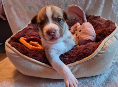 4 süße Australian Shepherd Mix Welpen