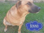 Benno ein Traumwesen - Mannheim