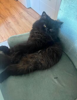 Perser Kater 1J. Alt - Dortmund Neuasseln