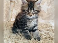 Maine Coon Kitten - Ochtrup