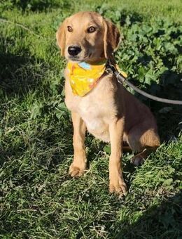 MARCO ❤️ der kleine Kasper 😍 - Mylau