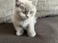 Reinrassige BKH Kitten - Wuppertal