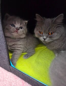 BLH/BKH Kitten - Bebra