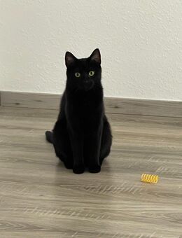 2 Hauskatzen abzugeben - Hessisch Oldendorf