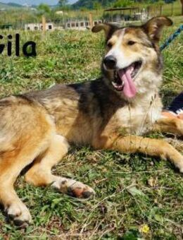 Gila die Hündin, die dein Leben ... - Kissing