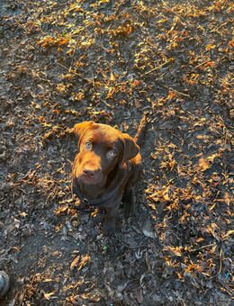 Reinrassiger Labrador - Hamburg