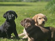 Wunderschöne Labrador Welpen - Schwalmstadt