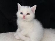 Süße BKH kitten - Höhr-Grenzhausen Zentrum