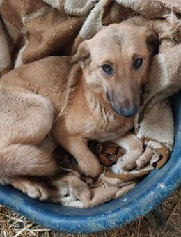 Bruneta 47 cm - Alpenrod