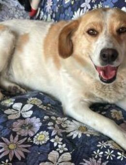 Glückspilz Tarcin - Stuttgart