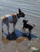 1Jährige Mini Yorkshire Terrier Hündin in 32257