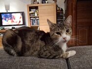Katze Nala sucht ein schönes Zuhause - Gronau (Westfalen) Zentrum