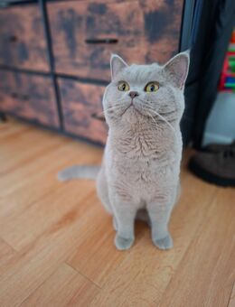 BKH Kater, lilac, kastriert, 1,5 Jahre, Schmusebär - Sarstedt