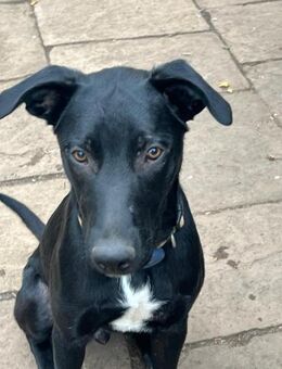 Carlos - coole Socke - echter Goldschatz - Dingolfing