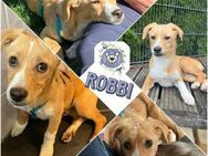 ROBBI * Sonnenschein mit großem Herzen - Duisburg