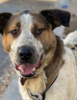 Hast Du für Ben noch ein Körbchen frei? - München