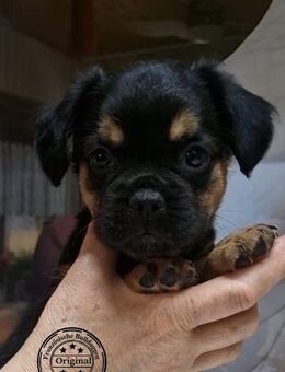 Französische Bulldoggen Welpen aus langjähriger deutscher Zuchtstätte - Frankfurt (Main)