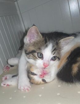 Süße Main-Coon-Britisch-Langhaar mischling sucht Liebevolles zu Hause - Berlin