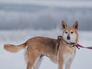 Traumhund Lisa in Kazan - Süderholz