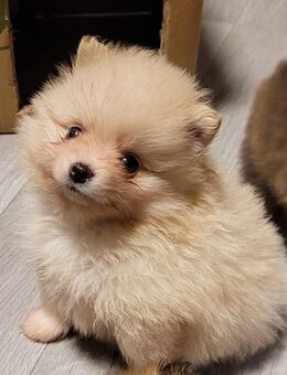 Zwergspitz Pomeranian Welpen- bunte Truppe- - Dorsten