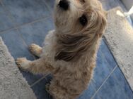 Tibet Terrier, Tibetterrier Watson (Rüde) möchte gerne Vater werden - Bad Rothenfelde