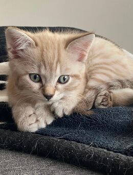 Verspielte Schmusekatze -Kleine Prinzessin sucht ihr Königreich - Augsburg