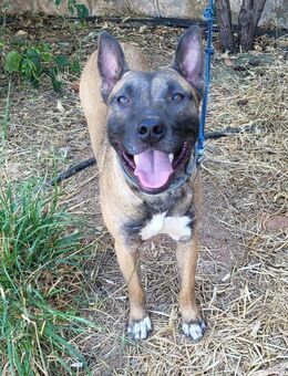 CHINO ❤️ liebevoller Malinois-Mix - Kissing