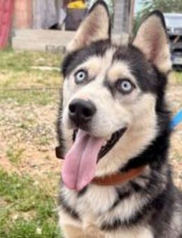 Liebenswertes Energiebündel Chili - München