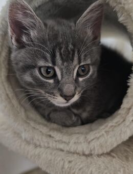 BKH Mix Kittenbaby mädchen - Niedereschach