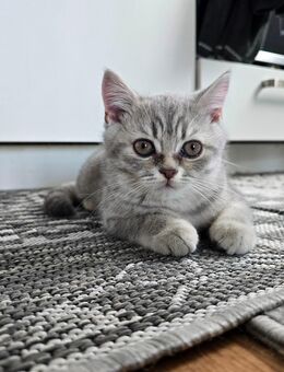 Britische-Kurzhaar-Mix-Baby & Katze - Geesthacht