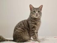 BOOMER, m., kastr., EHK, hundevertr. - Sipplingen